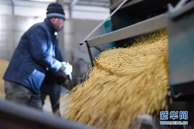 黑龙江 粮企大豆收购加工忙 保障粮食供应助增收