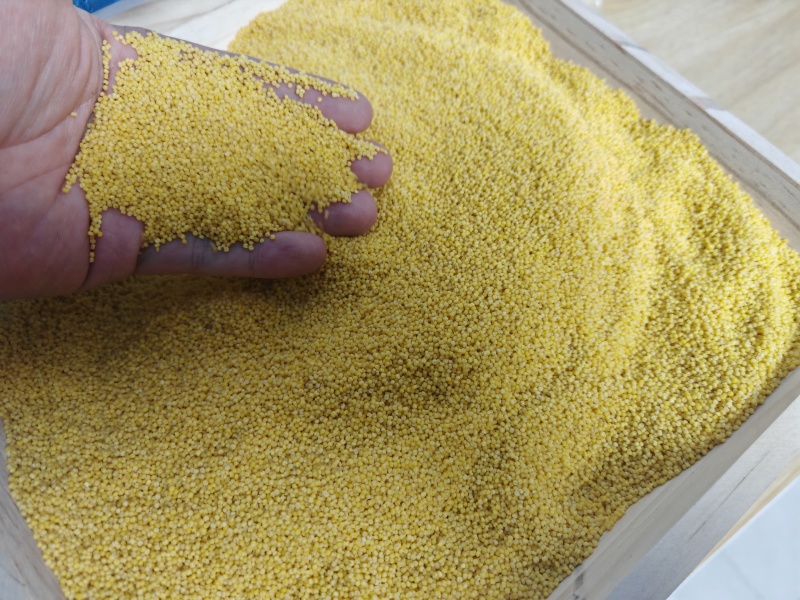金沃粮小米加工厂 匠心传承，品质生活的粮食守护者